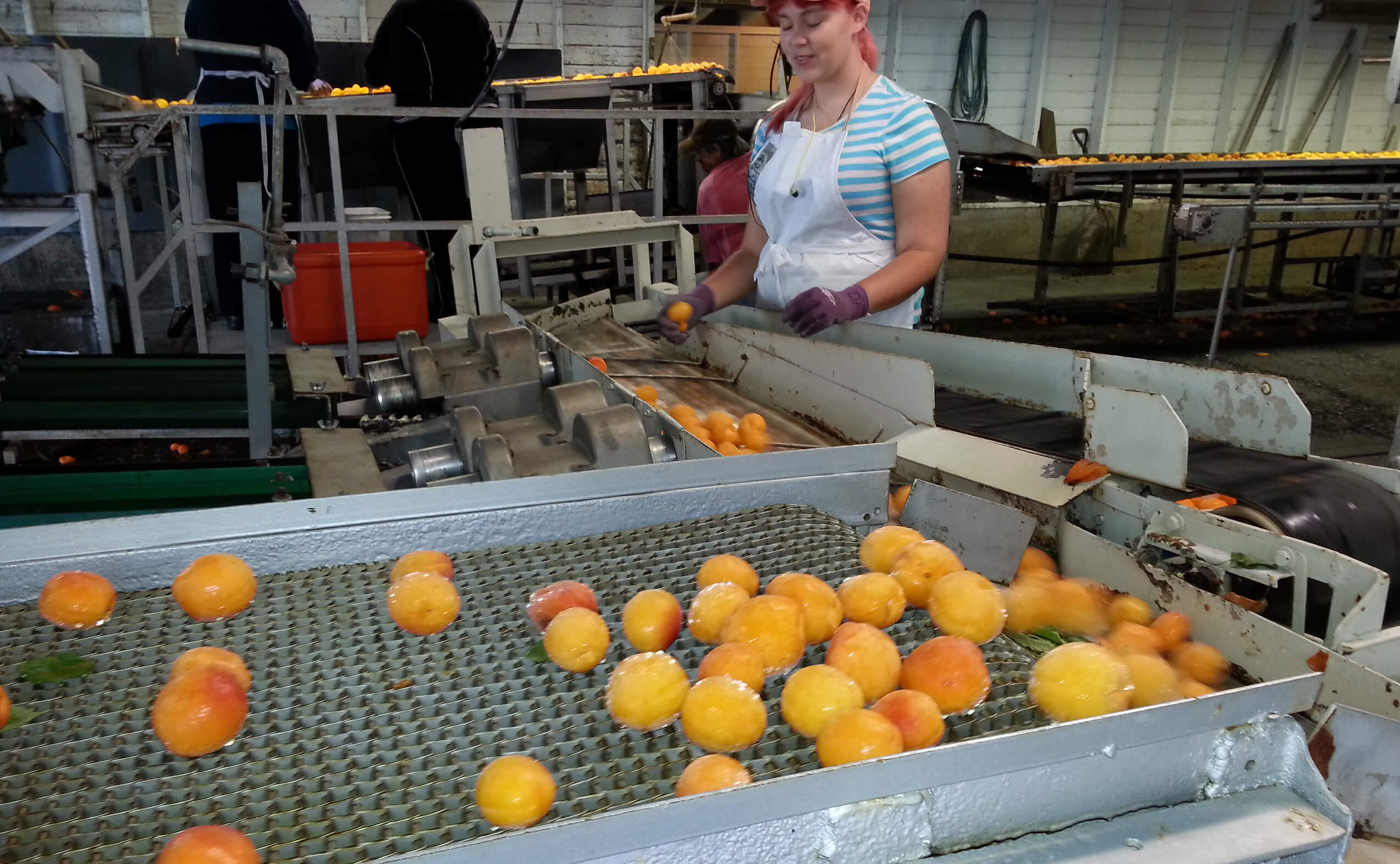 Energy cost reduction opportunities in food processing